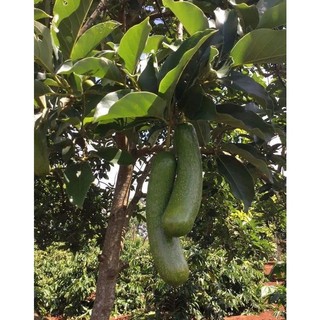Cây bơ Loka giống (cây khỏe đẹp, được kiểm tra cây)