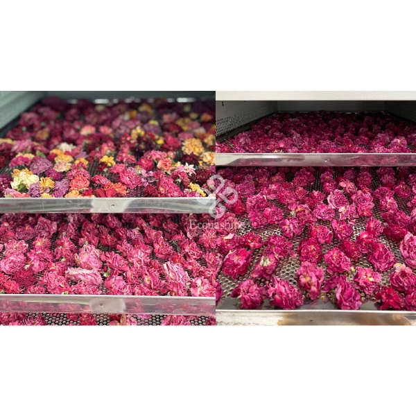 Trà Hoa Hồng Econashine - Xanhsam Organic