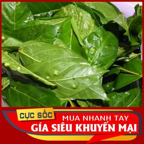 Lá Sung tươi  1kg hỏa tốc 1h nhận hàng