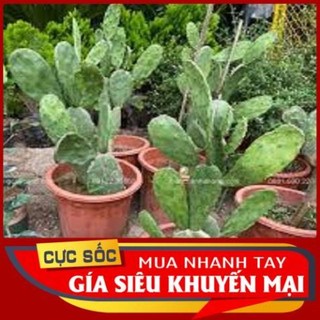 Cây Xương Rồng Tai Thỏ trồng trong Chậu