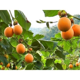 Cây chanh dây vàng ngọt thái lan giống