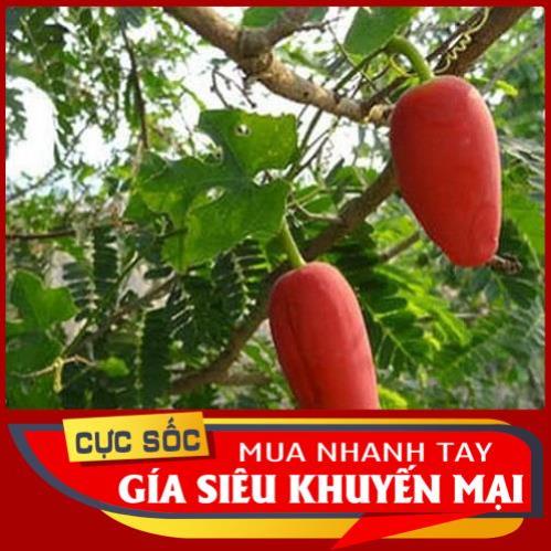 1kg trái Bình Bát Dây tươi 1kg [Thảo Dược Ngọc Ánh]