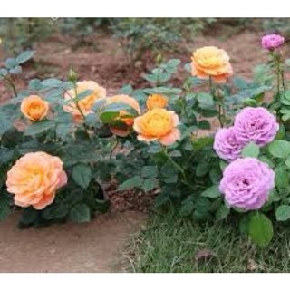 Hạt giống hoa hồng bụi nhiều màu siêu hoa F1
