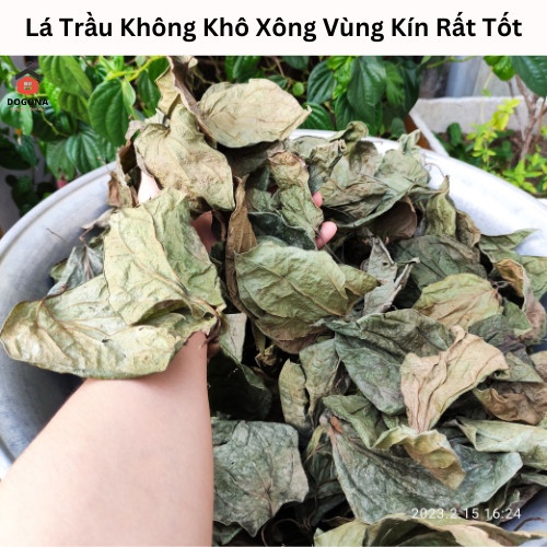 Lá trầu không khô, xông vùng kín, se khít cô bé sau sinh, phơi khô tự nhiên. 4kg lá trầu không tươi = 1kg lá trầu khô.