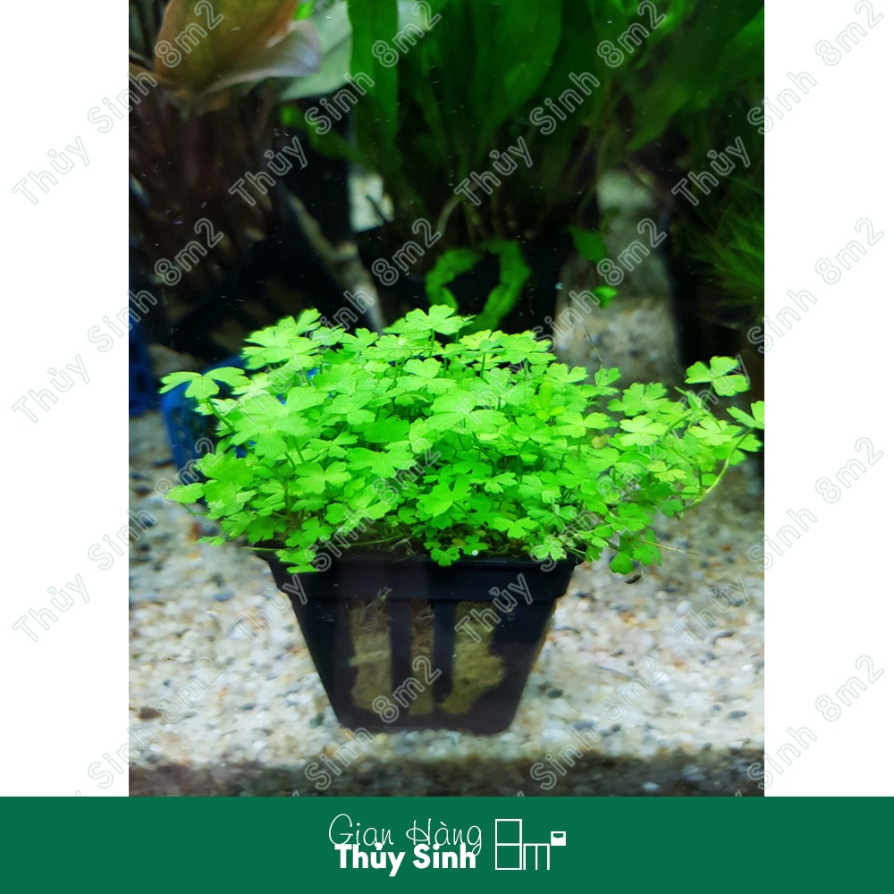 Rau Má Hương | Cây Thủy Sinh Tiền Cảnh, Không CO2 | 8m2