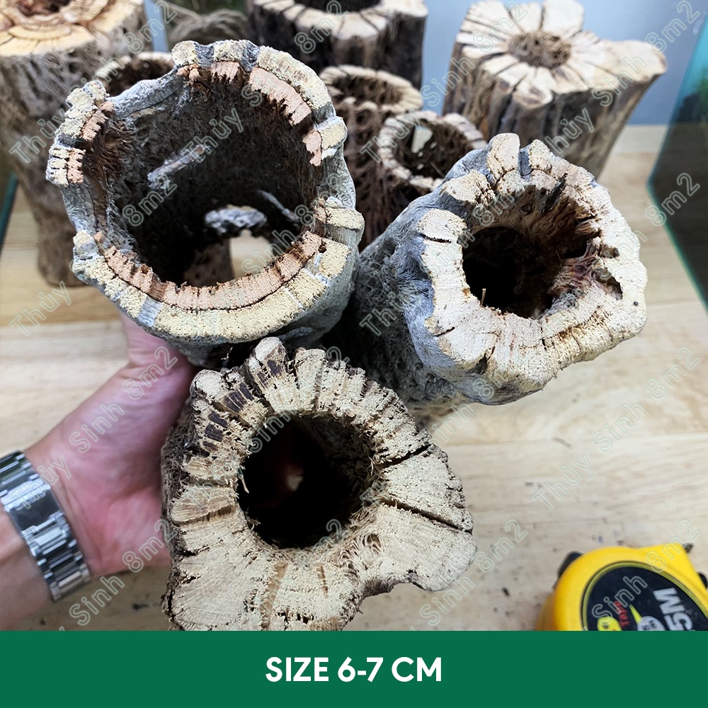 Lũa Teddy Bear Cholla | Đồ Chơi, Trang Trí Hồ Cá Tép Cảnh | 8m2