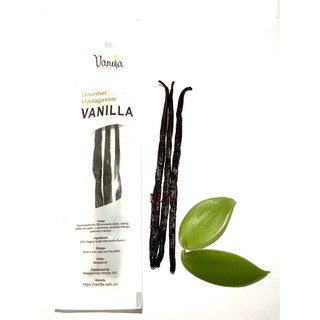 Quả Vanilla Madagascar Thường
