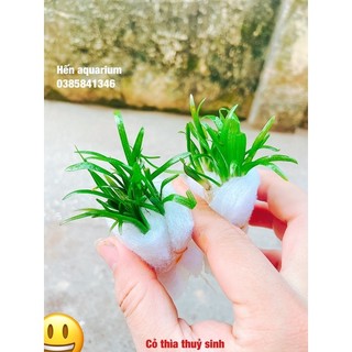 Cây thuỷ sinh cỏ thìa : siêu khoẻ không cần phân nền và co2 .combo 8️⃣ k / 5 cây
