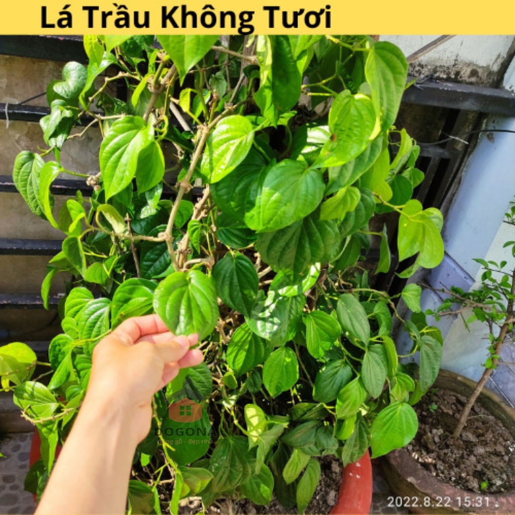 Lá trầu không khô, xông vùng kín, se khít cô bé sau sinh, phơi khô tự nhiên. 4kg lá trầu không tươi = 1kg lá trầu khô.