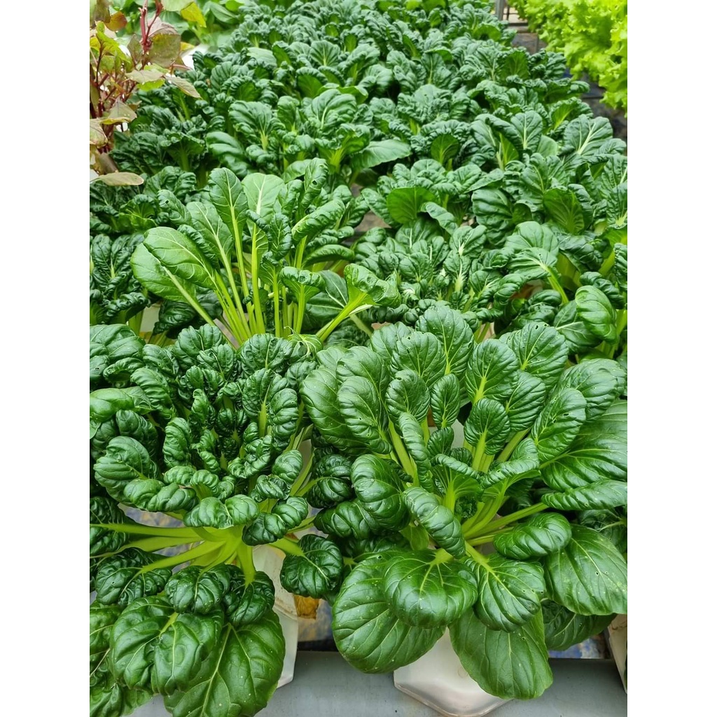 Dung dịch dinh dưỡng trồng rau thủy canh nova isa