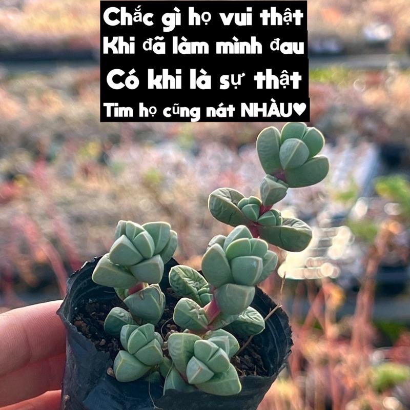 cây sen đá Lá tim tình yêu Corpusailaria lehmanii size bầu 4-4,5cm cây cảnh trang trí nhà cửa THUANPHAT GARDEN