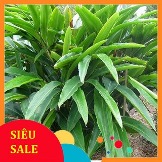 Lá riềng tươi 500gr