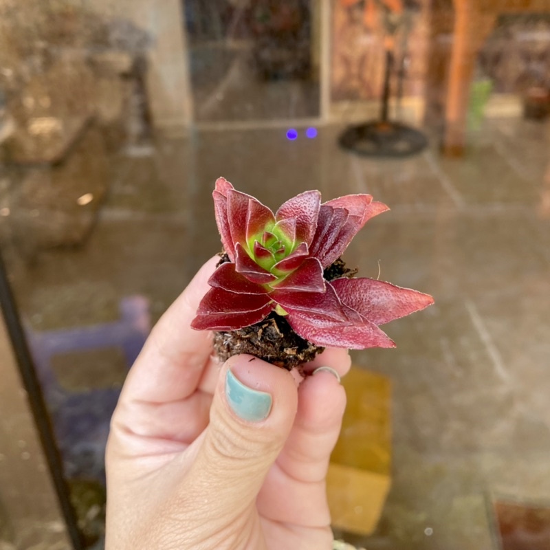 Sen Đá Tứ Phương Mini