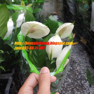 Cây ý lan để bàn