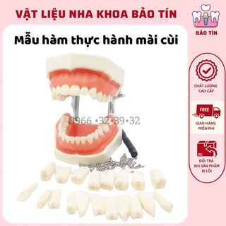 Mẫu hàm thực hành mài cùi. Mẫu hàm thực hành mài răng nha khoa