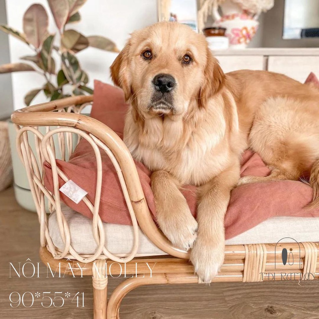 NÔI MÂY MOLLY - GIƯỜNG CHO THÚ CƯNG