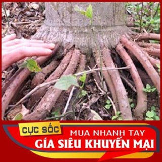 Rễ cây cau tươi 1kg