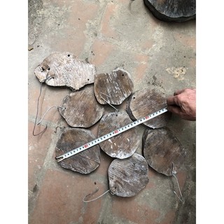 Gỗ nhãn ghép lan đường kính khoảng 13 cm