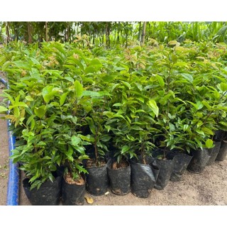 Cây nho thân gỗ Nam Mĩ (cam kết bảo hành, kiểm tra hàng trước khi thanh toán)