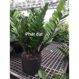 Cây kim tiền bụi lớn ( ko chậu )