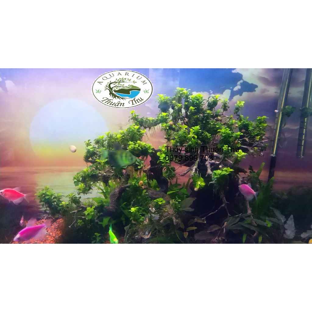 Ráy nana petite Thái full lá nước dễ trồng trang trí bonsai bể thủy sinh siêu đẹp
