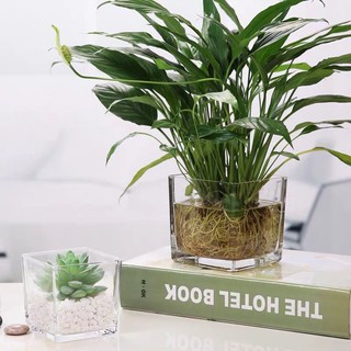 Bể cá, chậu hoa thủy tinh vuông ( chọn size theo giá)