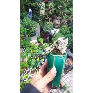 Chậu mềm Bonsai sam núi mini , tiểu cảnh sen đá