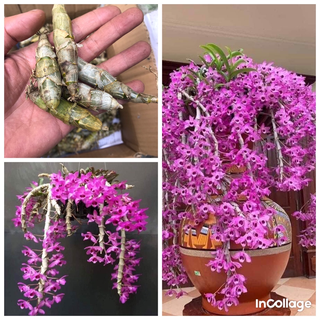 1 thân tơ hoa lan trầm tím mập ú hàng giống