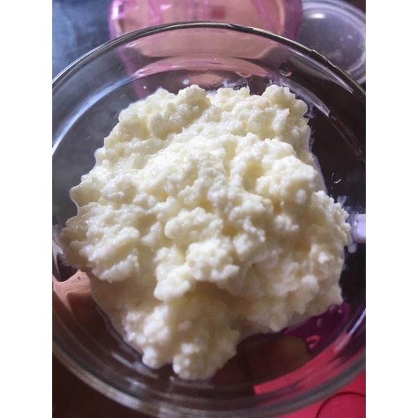 Kefir Grain Nấm sữa kefir làm sữa chua Kefir 5gr