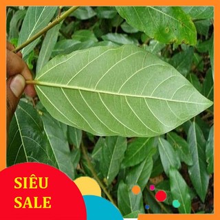 Lá Sung tươi 1kg