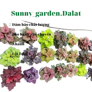 Chậu cứng Heuchera - chuông san hô size lớn