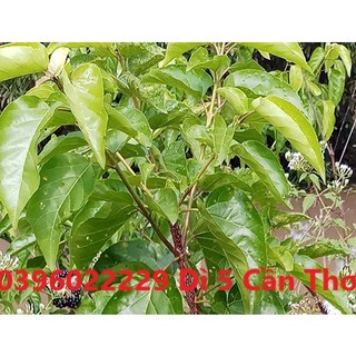 Cây cách phơi khô 1 ký