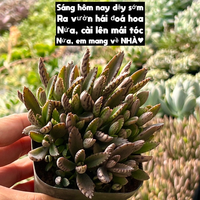 cây sen đá sống đời thằn lằn size nhở 7-8cm nhiều cây con trong 1 chậu cây cảnh trang trí nhà cửa THUANPHAT GARDEN