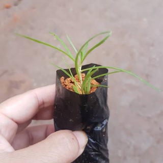Hạt giống hắc kỷ tử (kỷ tử đen)