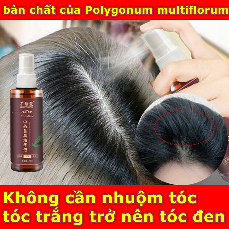 Tinh chất Polygonum multiflorum Viên dưỡng tóc Dầu gội đen tóc thảo dược 100ml Chăm sóc tóc Trị tóc bạc