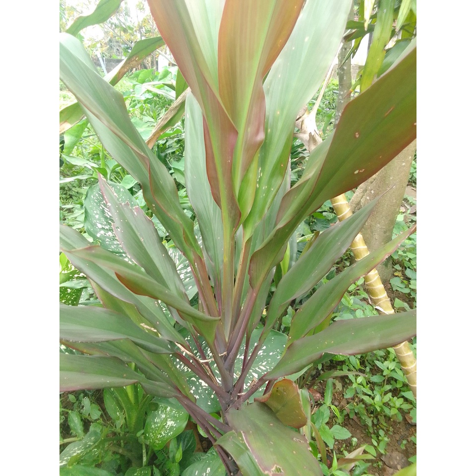 1kg lá Cây Huyết Dụ lá xanh
