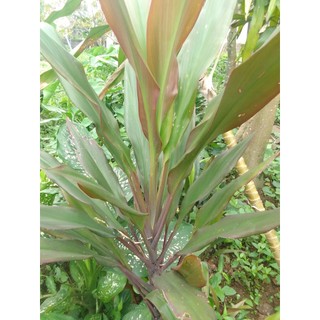 1kg lá cây huyết dụ