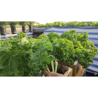 [HCM] Cải xoăn Kale Việt Thái 2g
