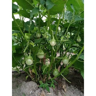 Cây cà đắng Tây nguyên