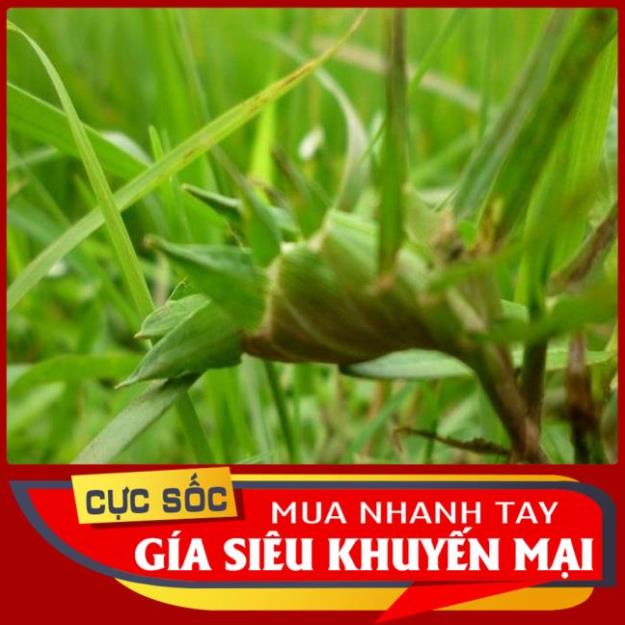 Cỏ đầu Gà tươi (Cỏ chĩ 1kg [Thảo Dược Ngọc Ánh]