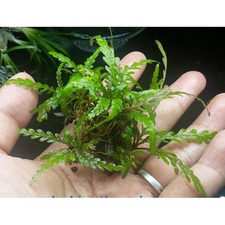Cây Liễu Răng Cưa - Cây thủy sinh có thể dán lên đá và lũa