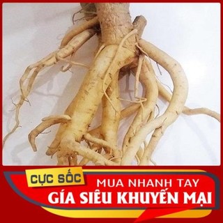 Củ Đinh Lăng Lá Nhỏ (Đinh Lăng Nếp) Tươi [Thảo Dược Ngọc Ánh]