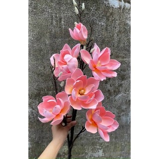 cành mộc lan 6b
