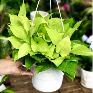 Trầu bà lá vàng MIX CHẬU