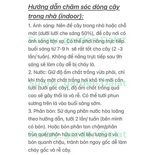 Chậu đuôi công vân xanh - Burle Maxii
