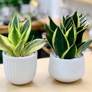 Lưỡi hổ để bàn TẶNG CHẬU VÀ ICON