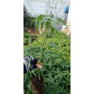 Cây đu đủ lùn Thái lan giống