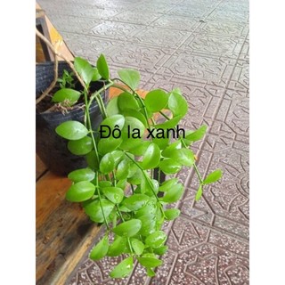 Cây đô la xanh