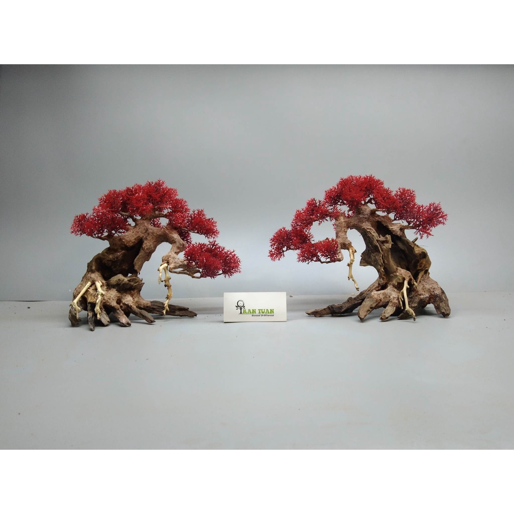 Cây gỗ lũa Bonsai tán Tùng cho hồ nhỏ ]