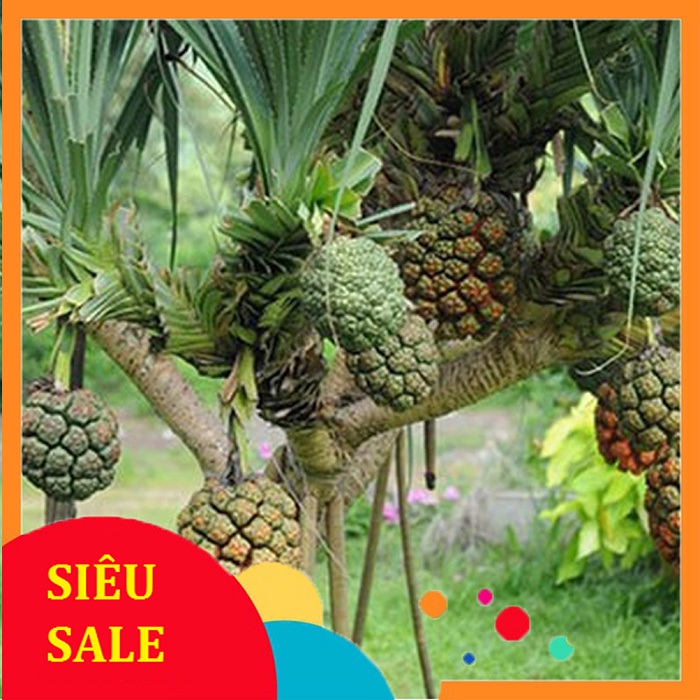 Rễ Cây Dứa Dại tươi 1kg